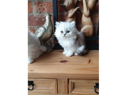 Εγγεγραμμένοι όμορφοι πασιένους chinchilas Kitten Gccf